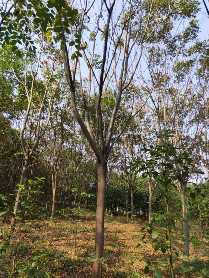 黄山栾树江西栾树大量供应