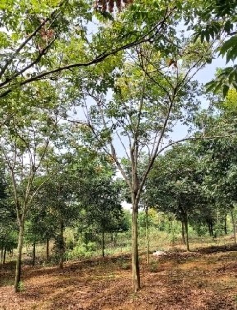 黄山栾树江西栾树大量供应