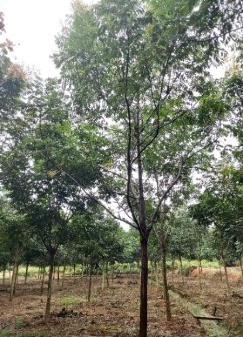 黄山栾树江西栾树大量供应