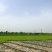 南阳产区精品意大利生菜产地现货，冷库加工，发往全国各地。