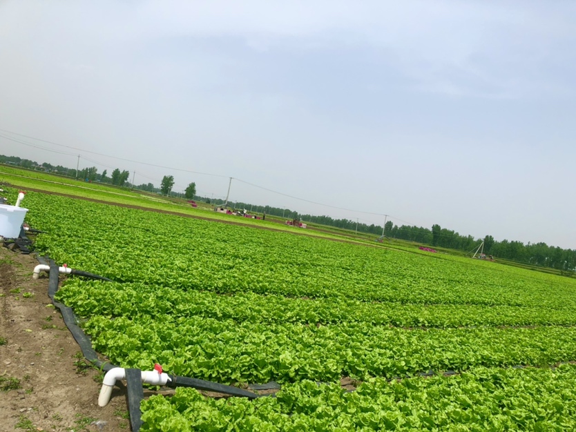 一片生态菜园中,散叶生菜与香草类植物(如薄荷、罗勒)混合种植,地面覆盖稻草以保湿抑草,蜜蜂正在附近花朵上采蜜,体现生物多样性与可持续种植理念 多年生菜园中的散叶生菜与其他伴生植物共存景象