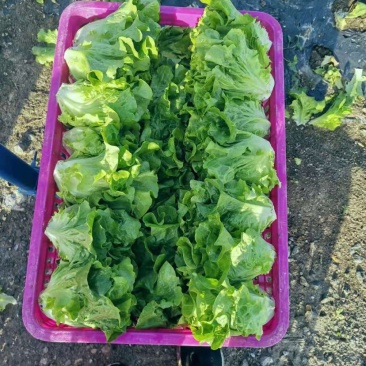 南阳产区精品意大利生菜产地现货，冷库加工，发往全国各地。