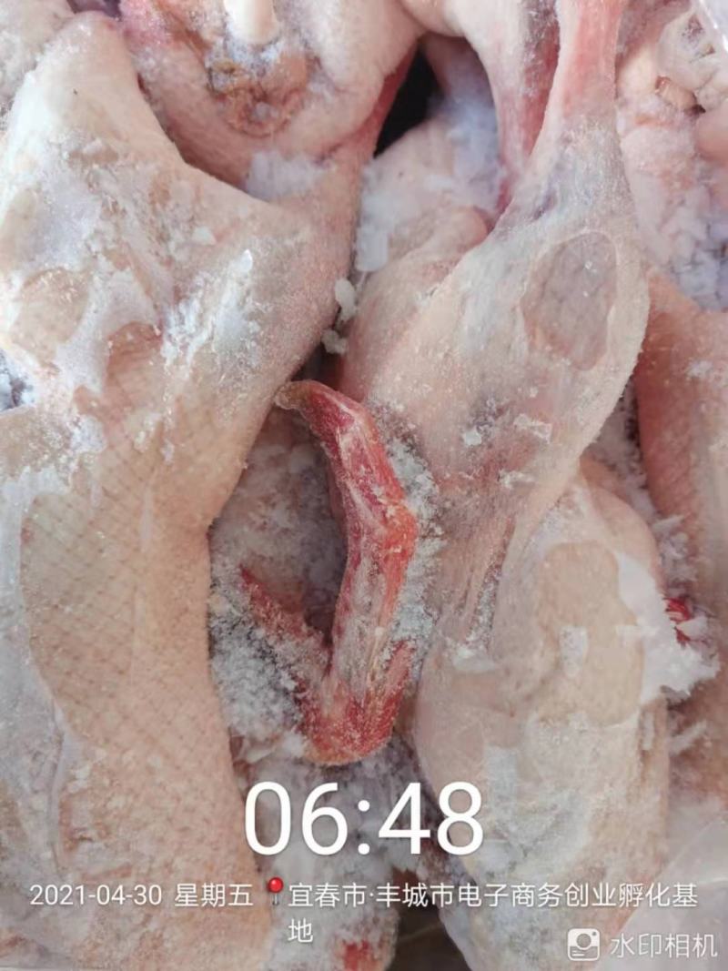 麻鸭仔麻鸭水鸭泥鸭白条麻鸭长期稳定供应