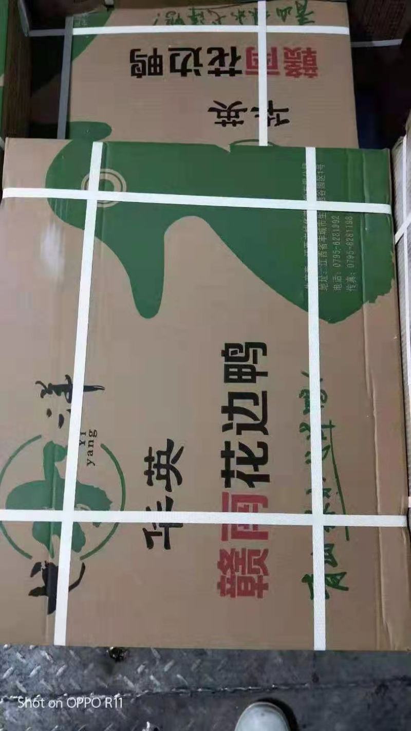 麻鸭仔麻鸭水鸭泥鸭白条麻鸭长期稳定供应