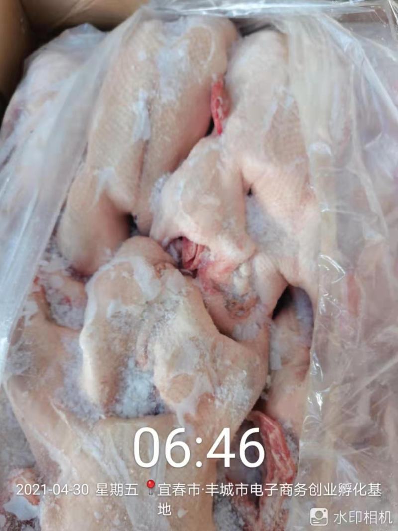 麻鸭仔麻鸭水鸭泥鸭白条麻鸭长期稳定供应