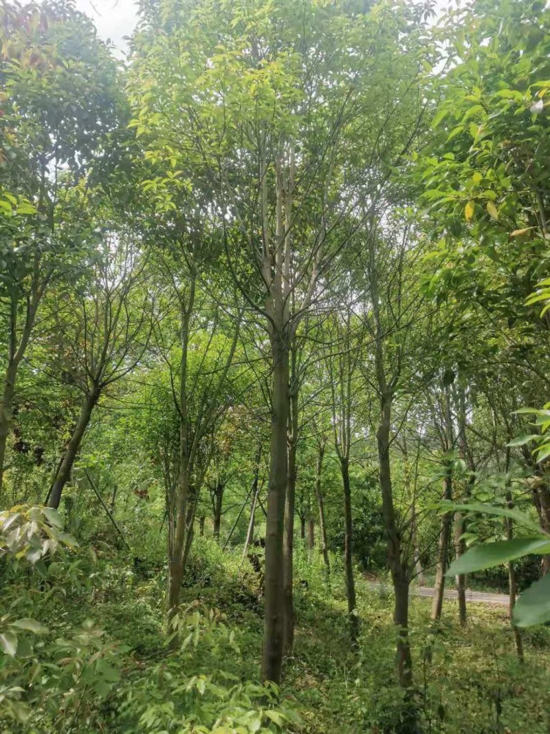 红果冬青江西红果冬青大量供应