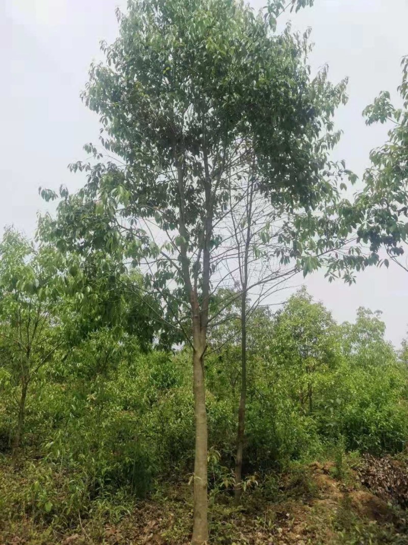 红果冬青江西红果冬青大量供应