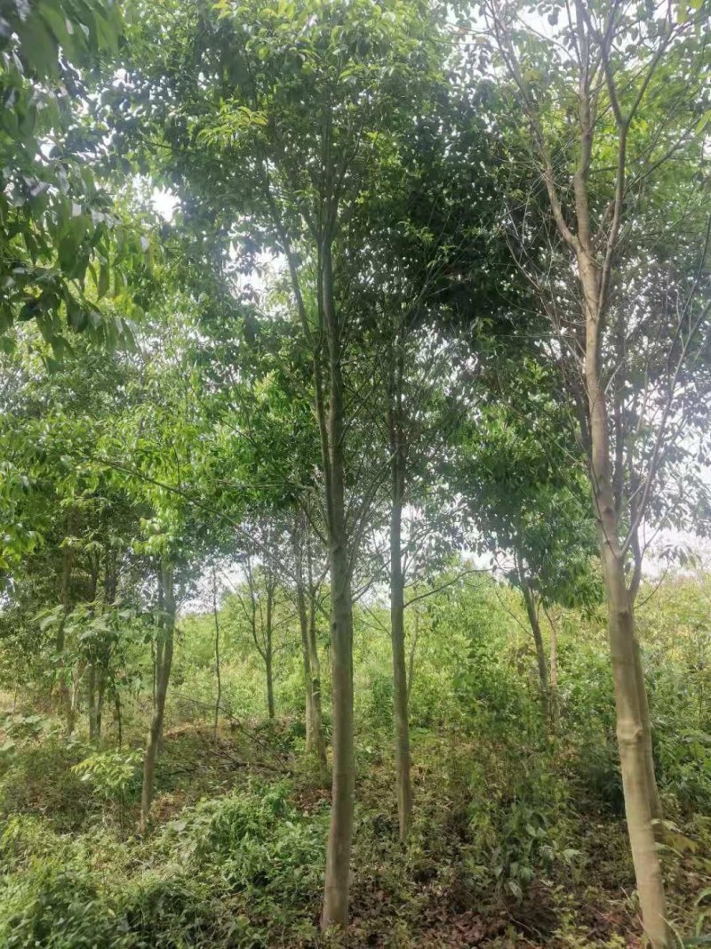 红果冬青江西红果冬青大量供应