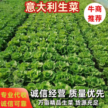 意大利生菜可对接各大平台货源充足代发全国