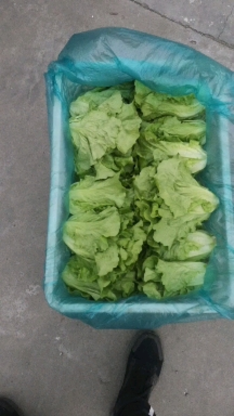 意大利生菜可对接各大平台货源充足代发全国