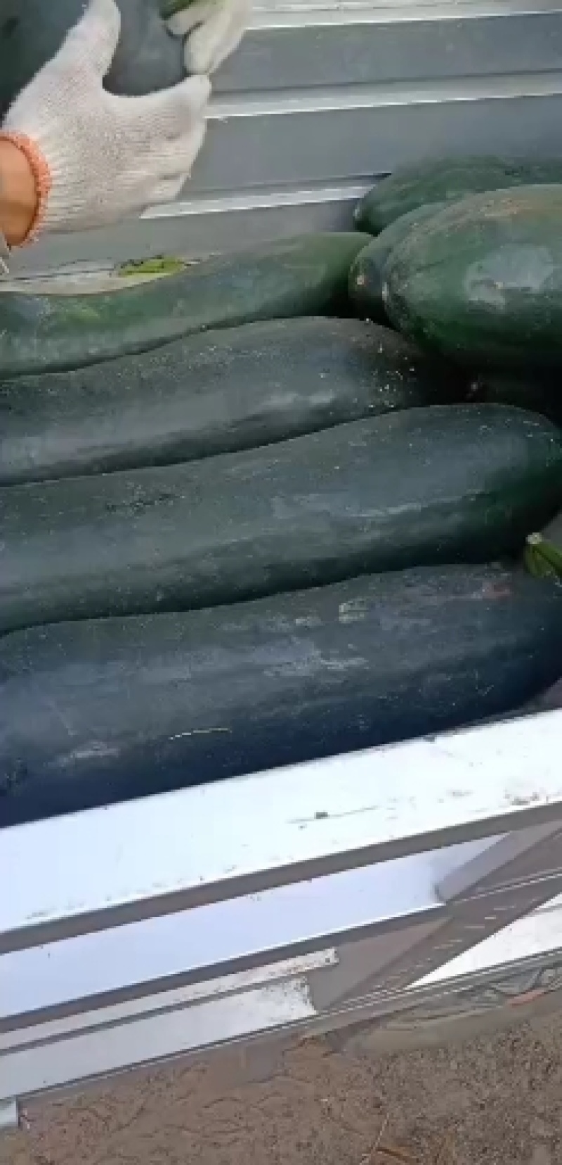黑皮吊冬瓜，有短粗的，还有长条的，直供各大商超，欢迎各地