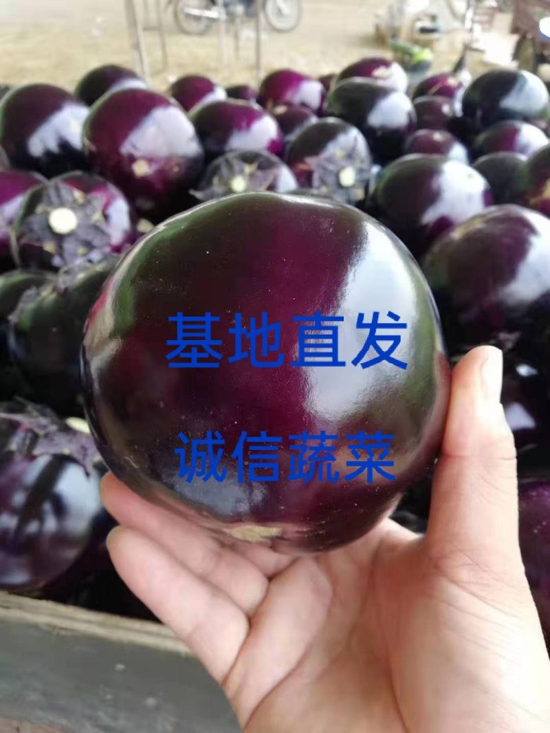 紫光圆茄，大量上市，代发全国，欢迎选购可对接商超量大从优
