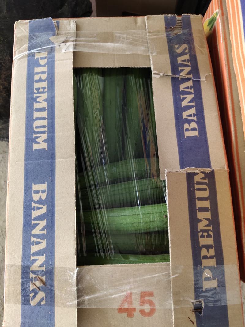 已上市精品丝瓜油皮丝瓜笨瓜长期供应大量