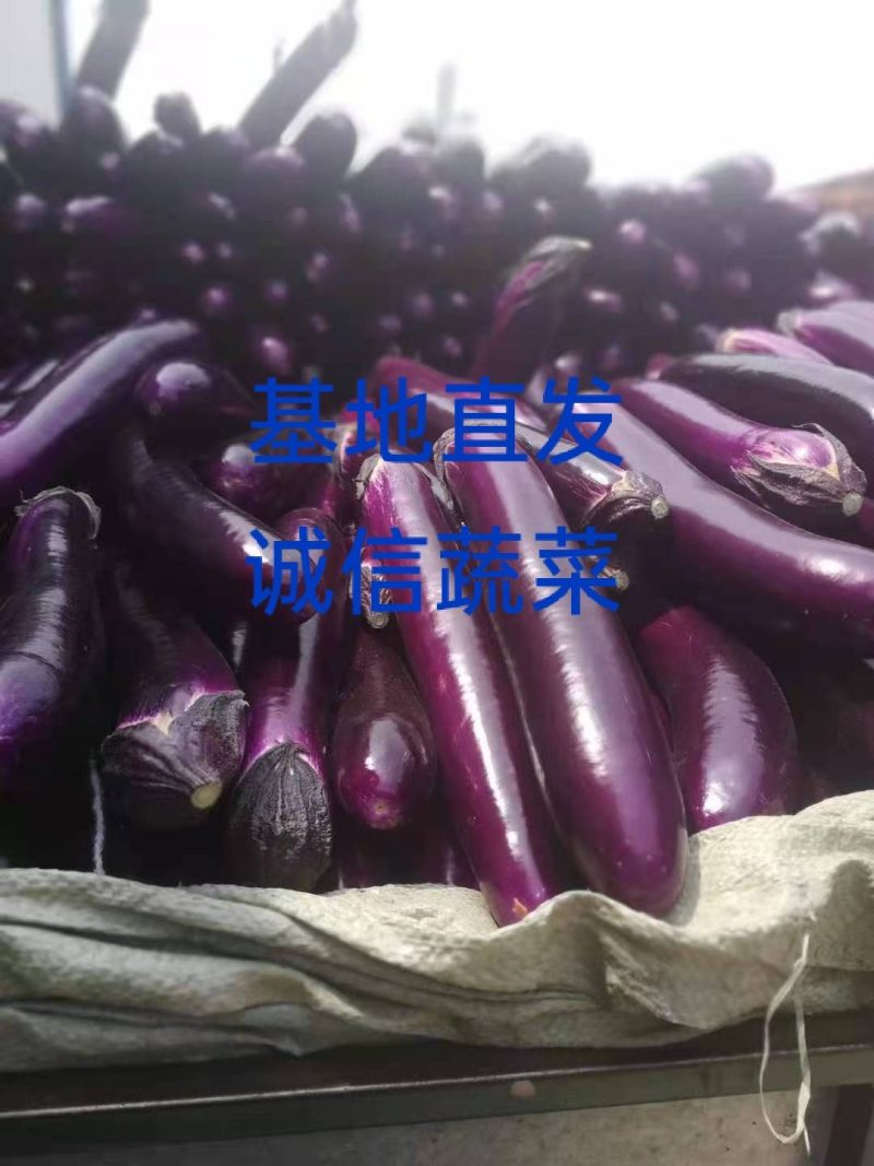 河南紫长茄，广茄，大量上市，代发全国，欢迎全国客商