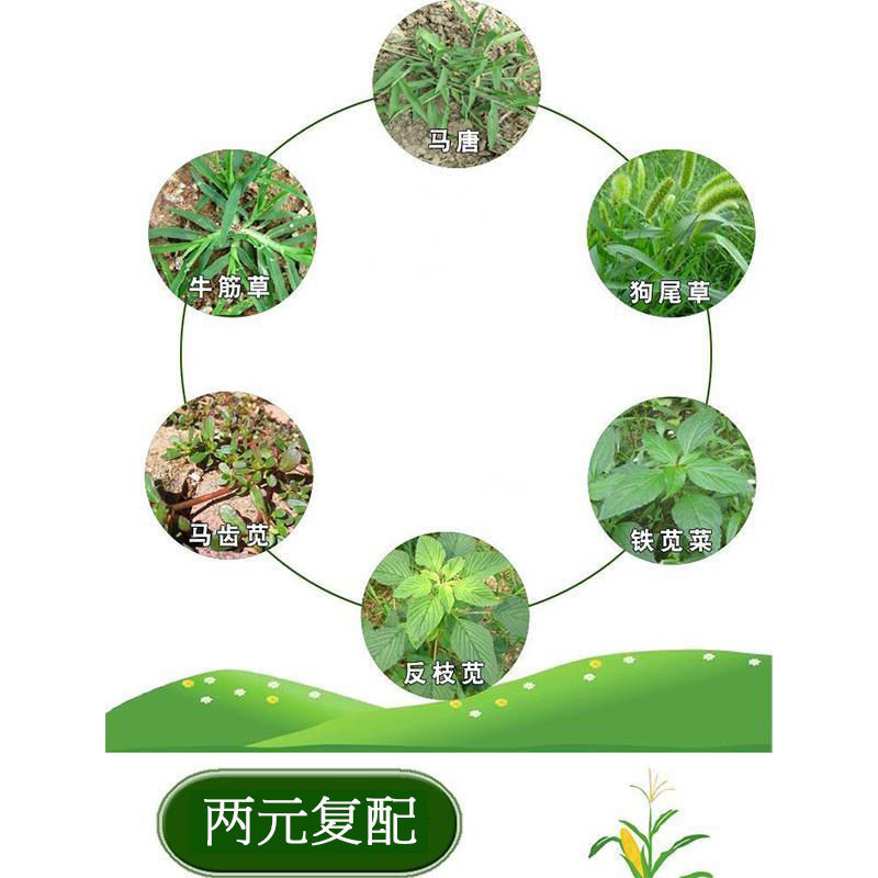 玉米专用除草剂皇秀硝磺.莠去津不伤玉米田安全玉米除草农药