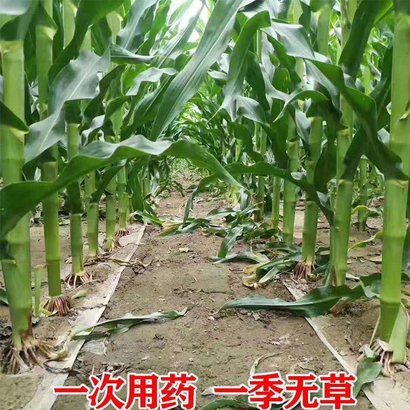 玉米专用除草剂皇秀硝磺.莠去津不伤玉米田安全玉米除草农药
