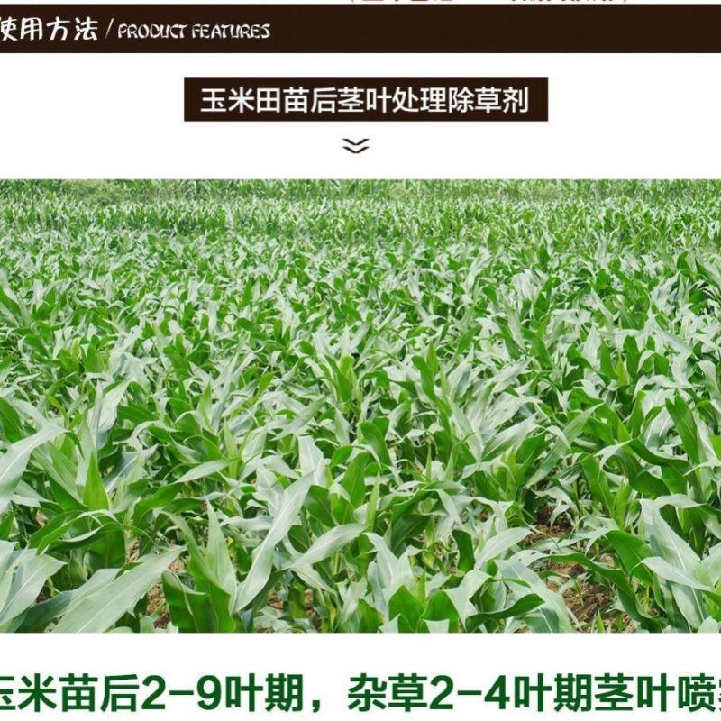 玉米专用除草剂皇秀硝磺.莠去津不伤玉米田安全玉米除草农药
