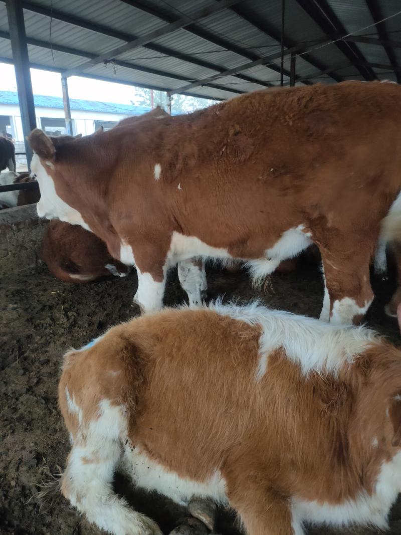 西门塔尔牛种公牛怀孕母牛全国包运货到付款