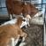 西门塔尔牛种公牛怀孕母牛全国包运货到付款