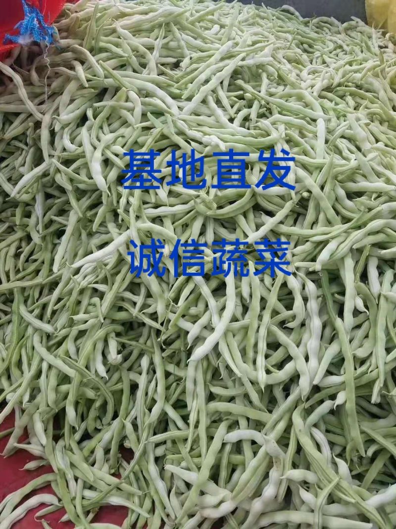 精品九粒白架豆，白不老大量上市，代发全国。