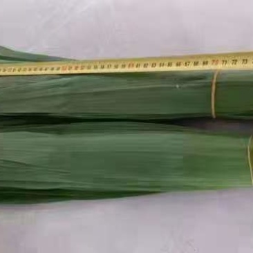 粽子叶