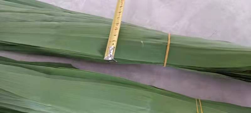 粽子叶