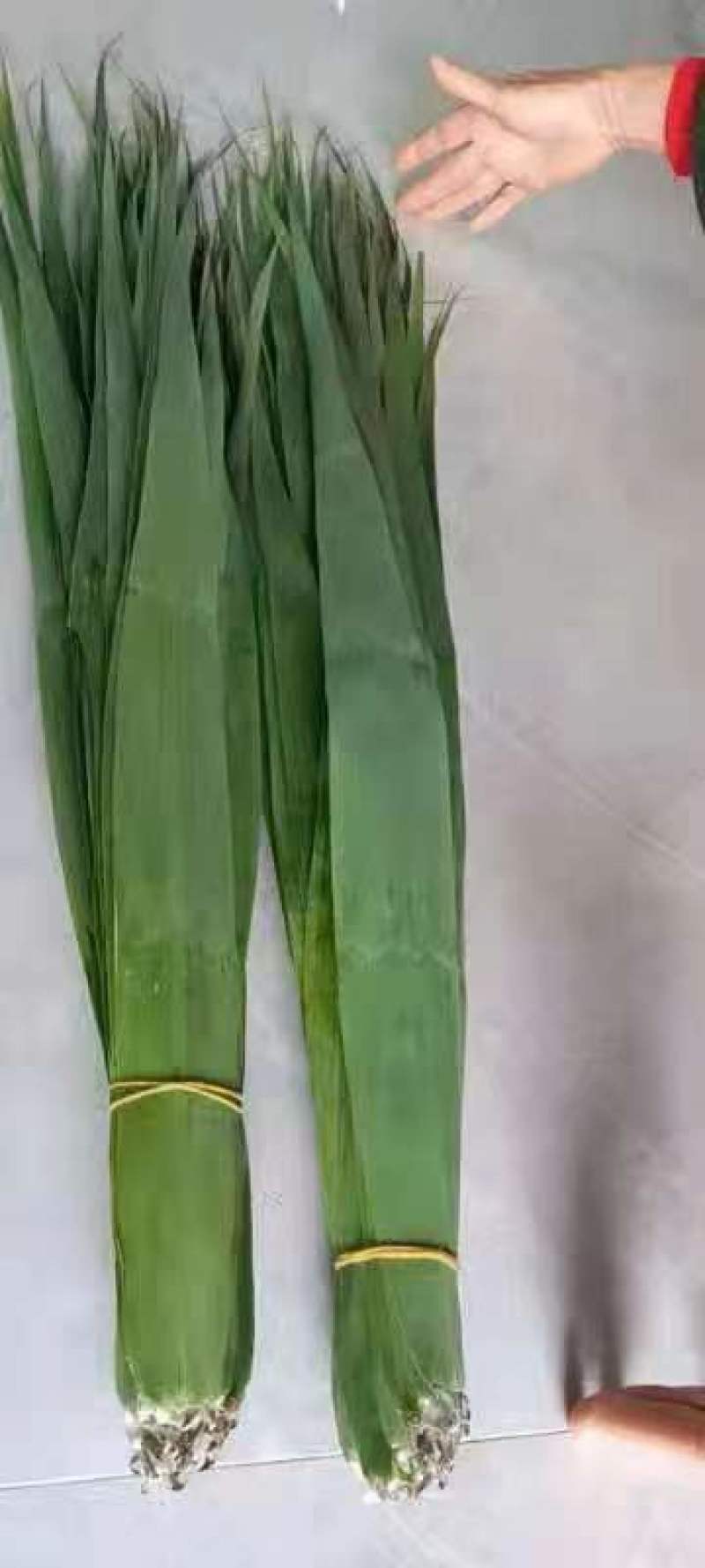 粽子叶
