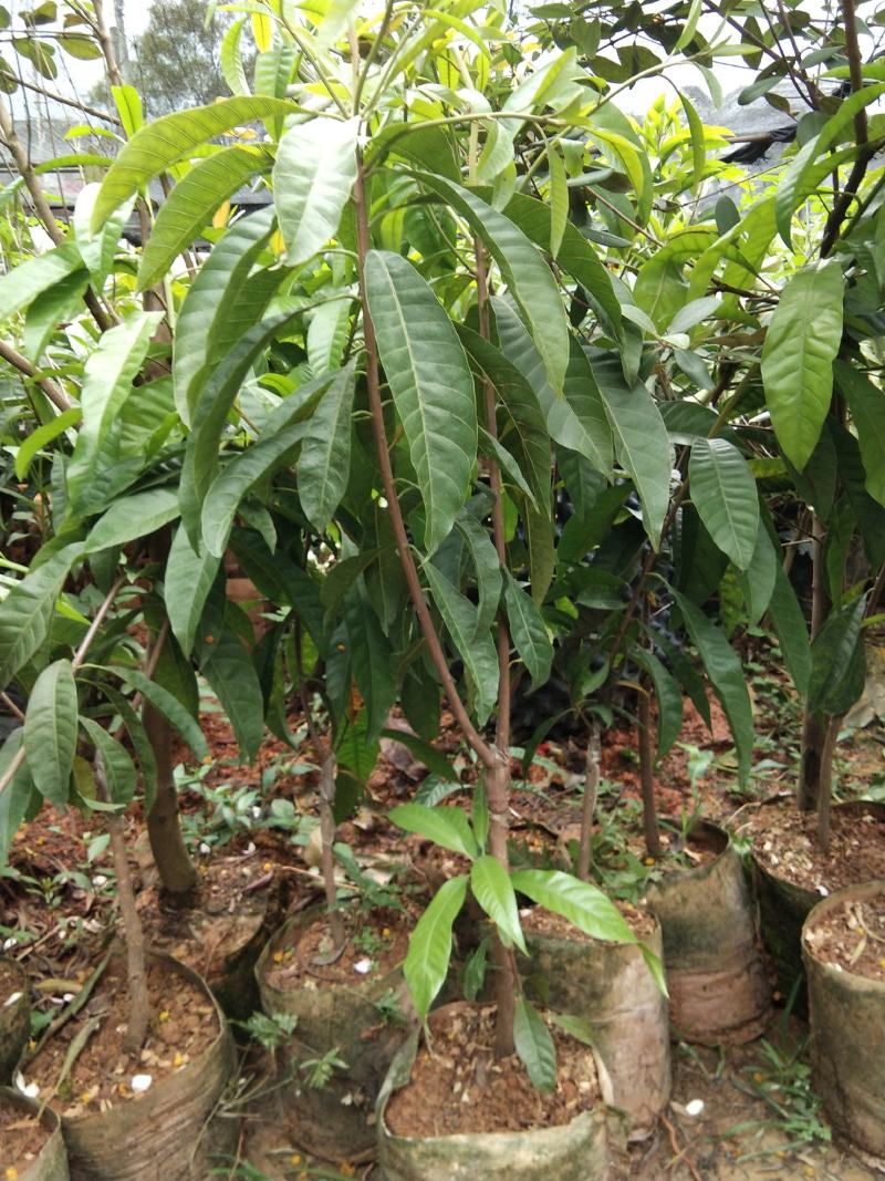 蛋黄果苗耀堂仙桃果热带水果稀见水果苗营养杯苗发货