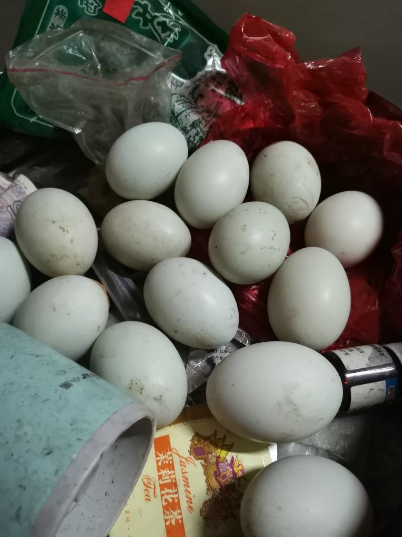 翠鸭种蛋
