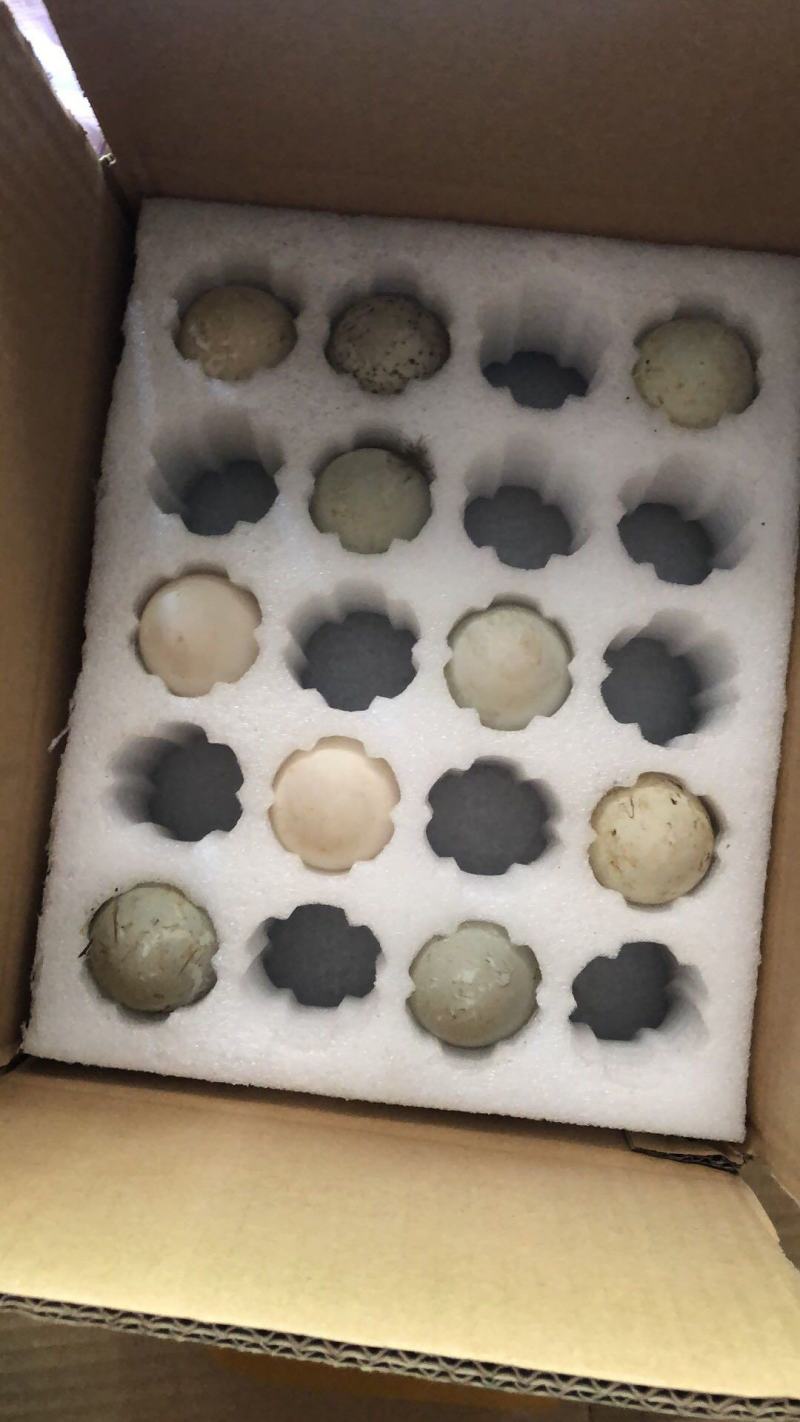 翠鸭种蛋