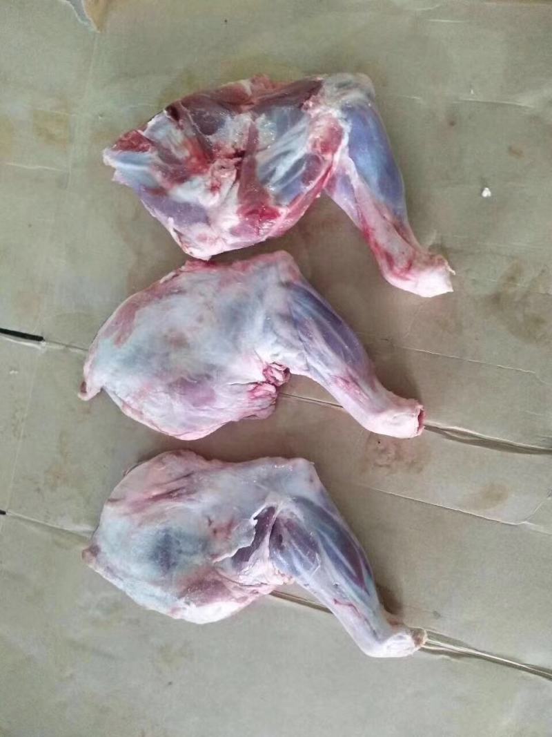 羔羊羊前腿