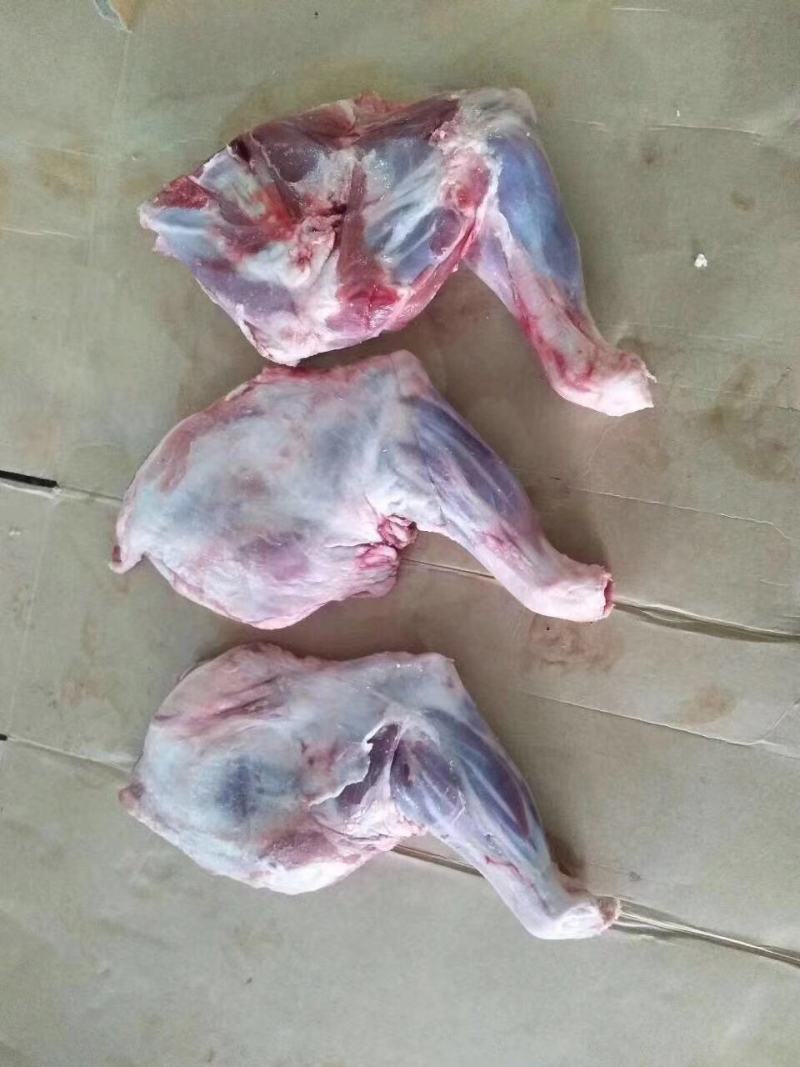 羔羊羊前腿