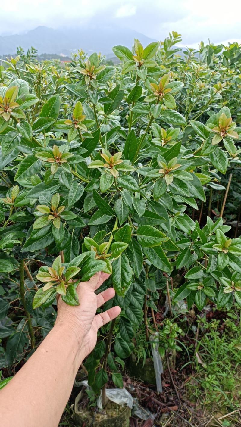 红花荷