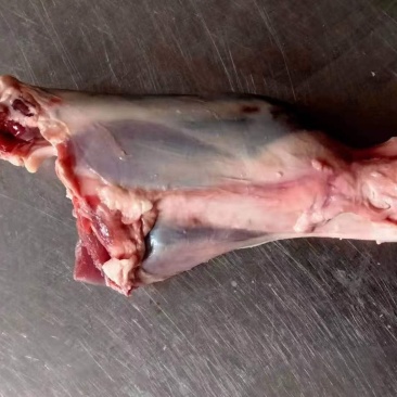 羊前腱