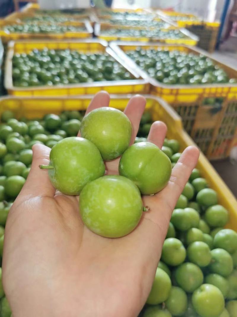 李子.茵红李.