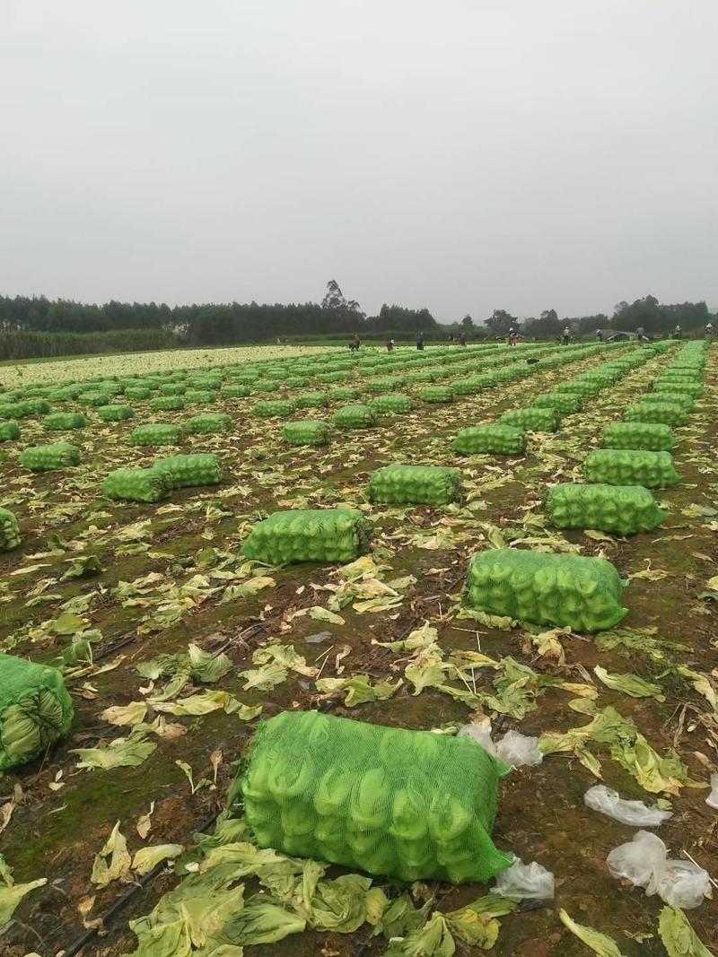 网袋，全国，云南，湖南，广东，广西市场装专用网袋