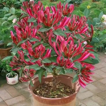 金银花