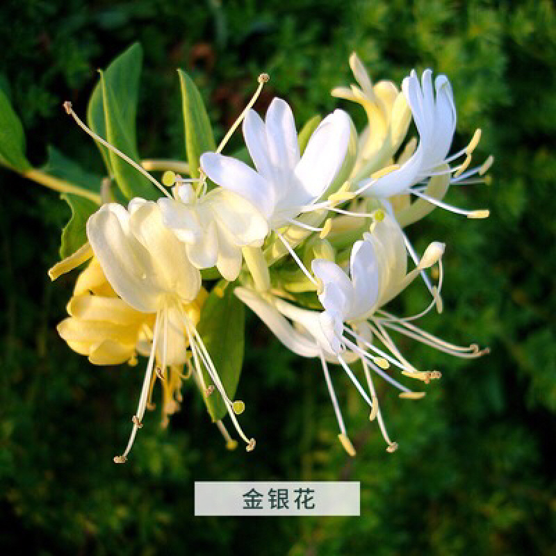 金银花