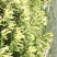 金银花