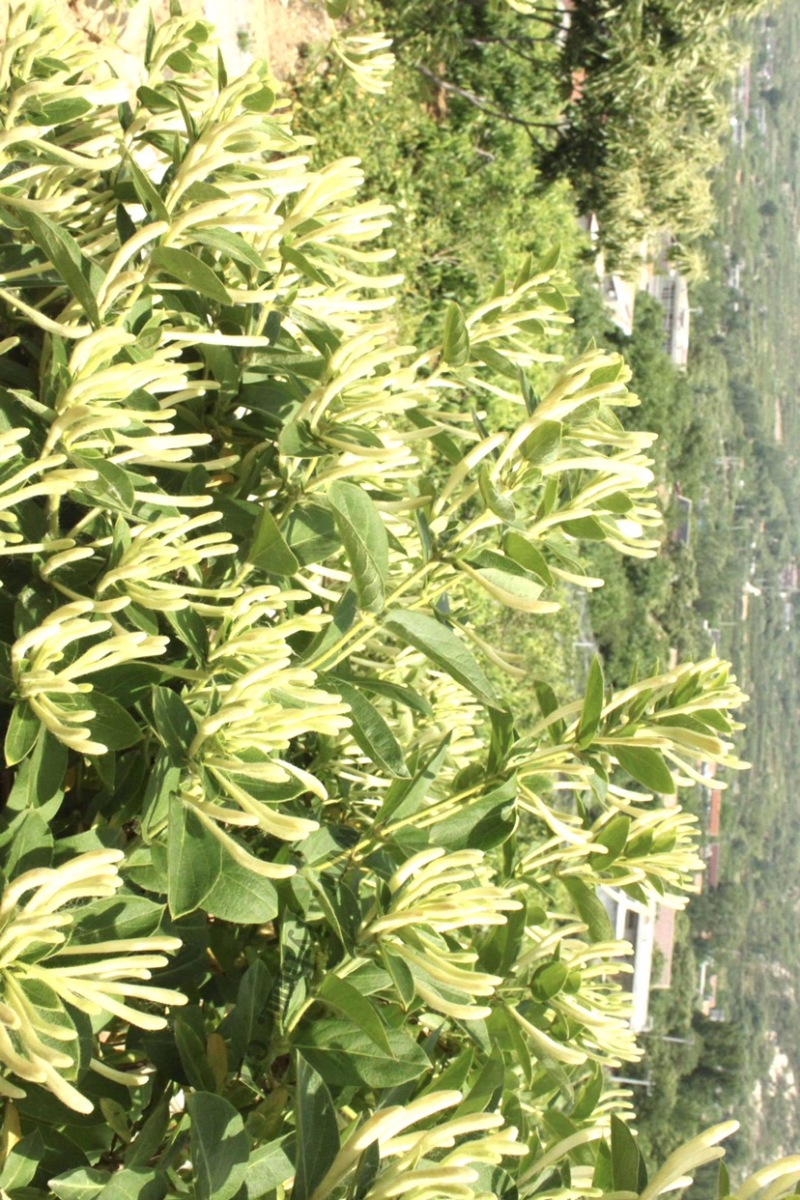 金银花