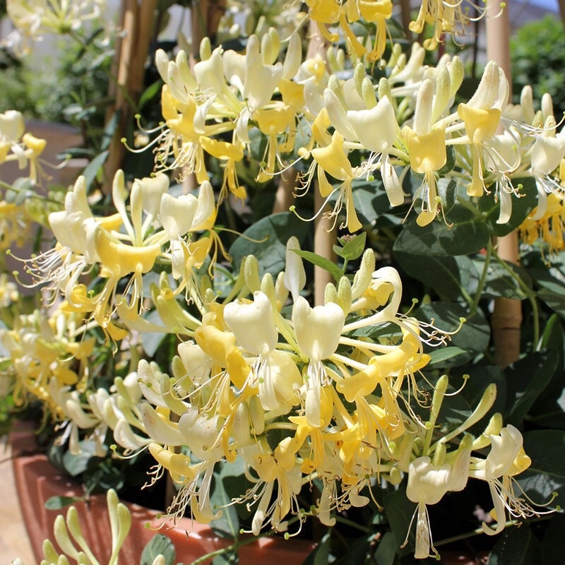 金银花