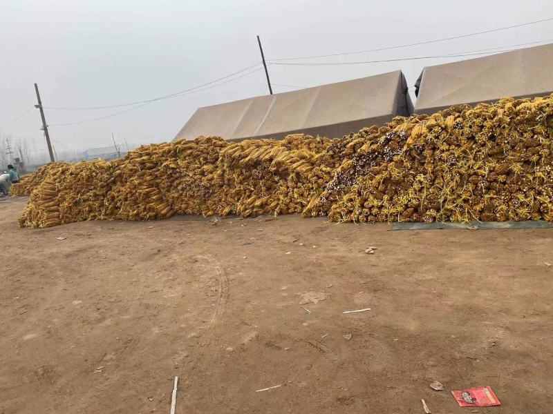 小白嘴山药散货，基地直发，价格美丽，可视频看货