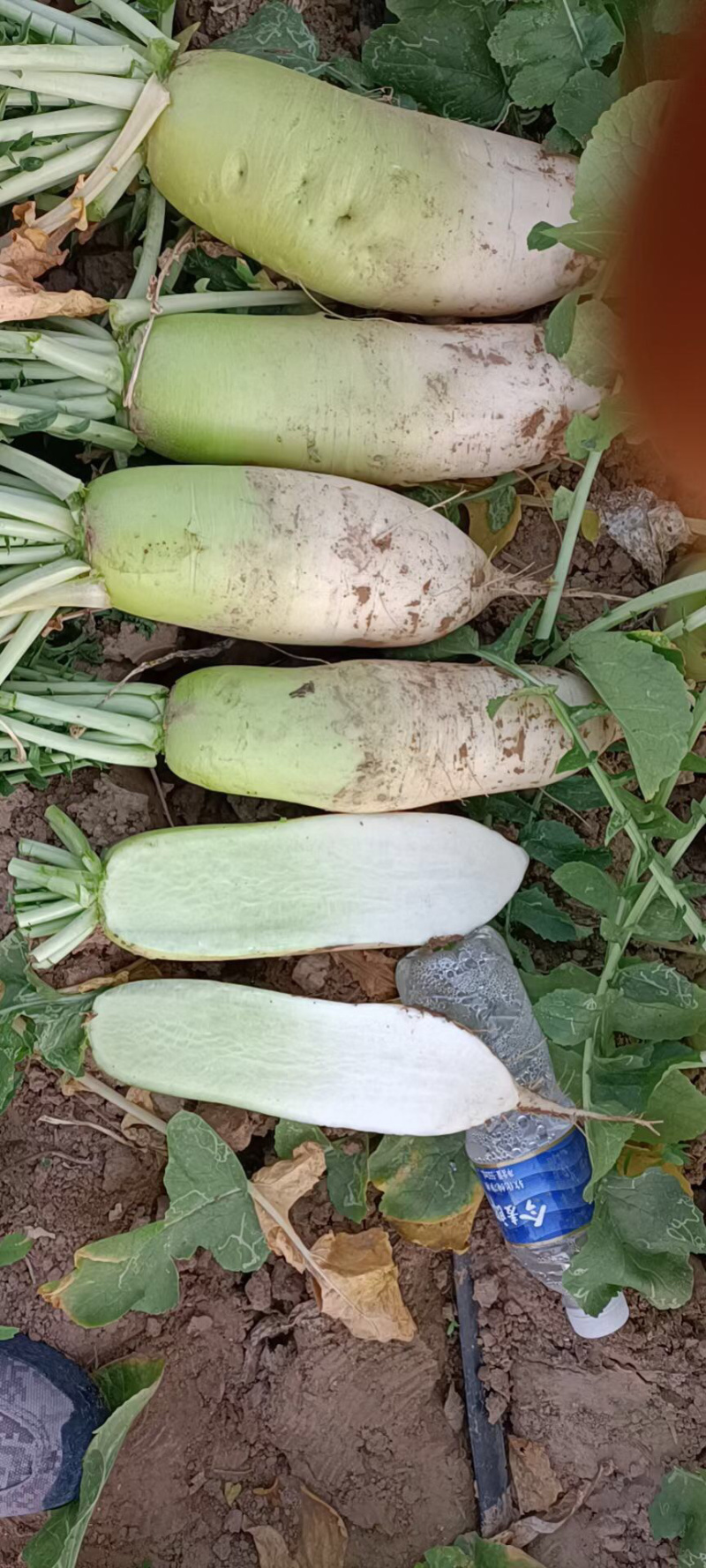 萝卜、玉罐萝卜、春雷韩萝卜精品货、基地供应