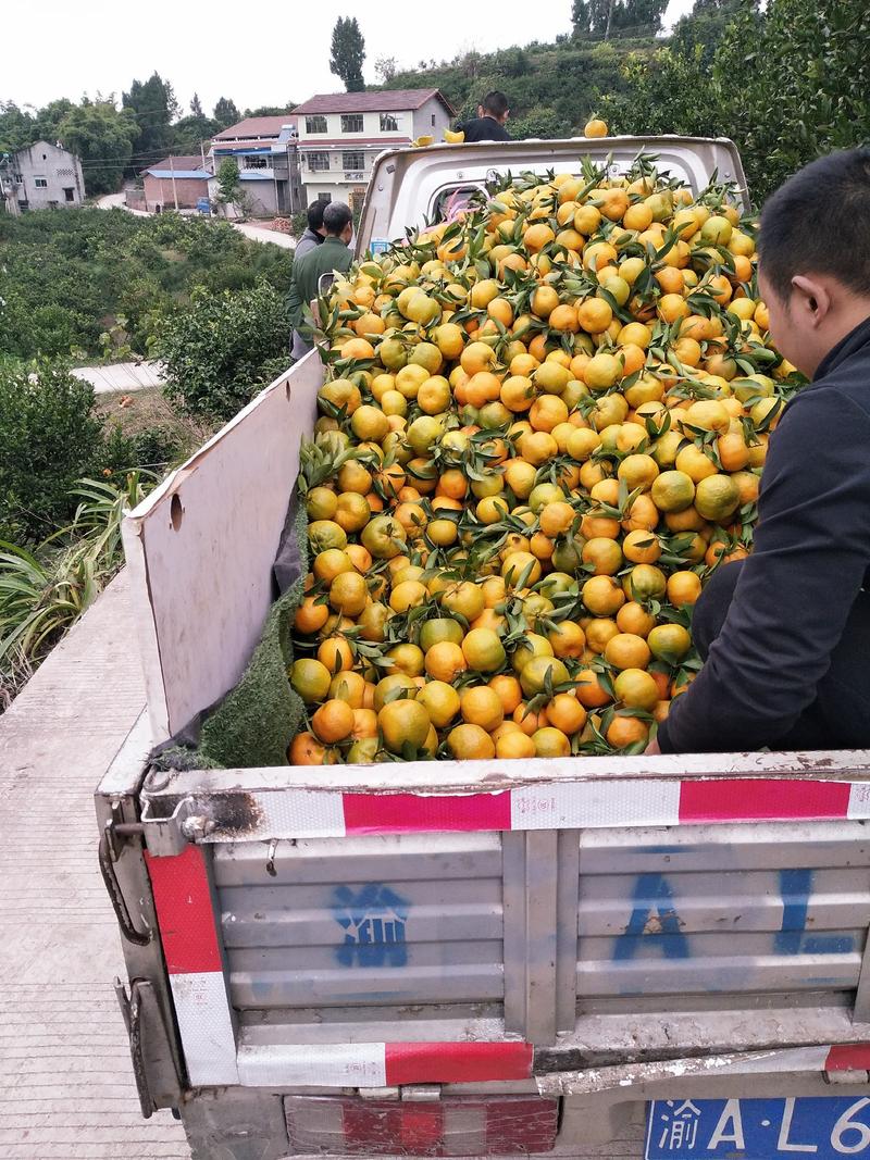青见柑橘大量上市了汁多水份足易扒皮产地直供果面干净个头大