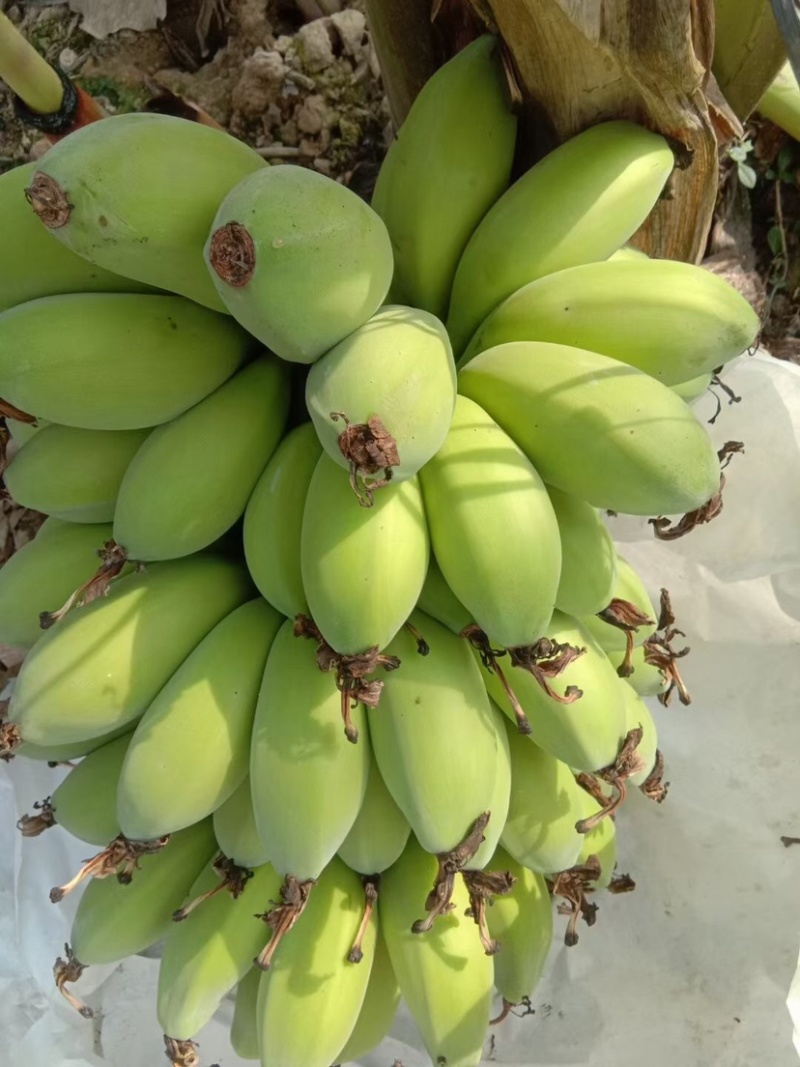 苹果蕉