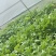 日本鸣门金时红薯苗，玛莎莉红薯苗，澳洲紫白红薯苗，供应