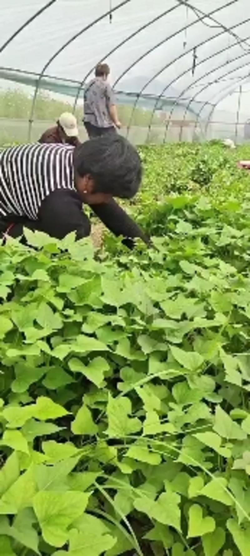 日本鸣门金时红薯苗，玛莎莉红薯苗，澳洲紫白红薯苗，供应