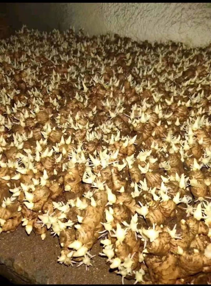 精选368高产王姜种包种植技术可回收抗病能力强全国发货