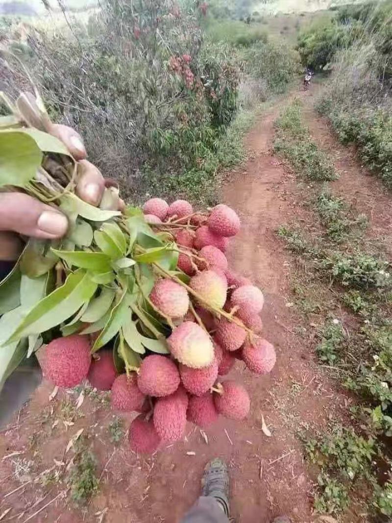 正规进口越南荔枝鲜里