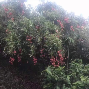 正规进口越南荔枝鲜里